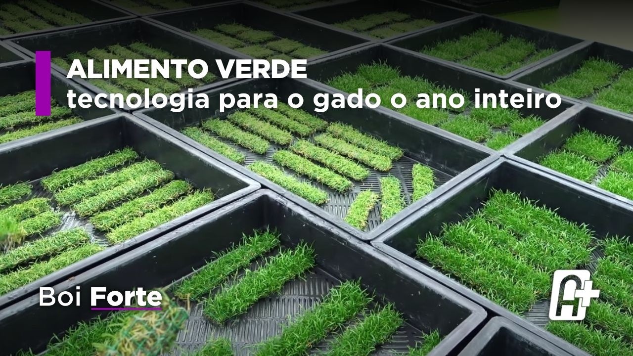 Alimento Verde para Gado: Tecnologia revoluciona nutrição animal com Reginaldo Rocha | Boi Forte