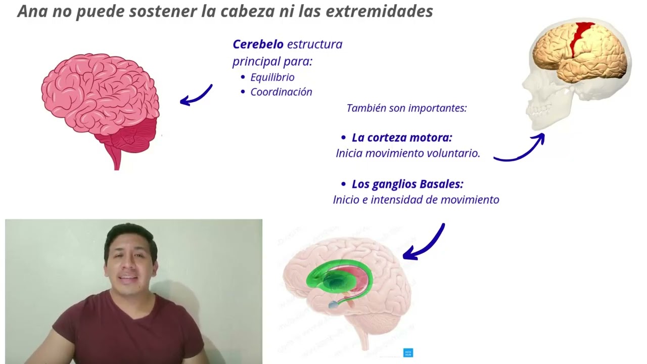 El caso de Ana y el sistema nervioso central