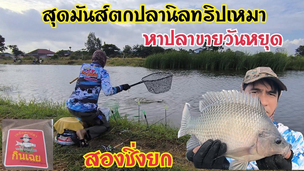 ตกปลานิลทริปเหมา‼️ ตกแบบสองชิ่งยก‼️ เหยื่อสำเร็จรูป‼️กินเฉย  สุดมันส์