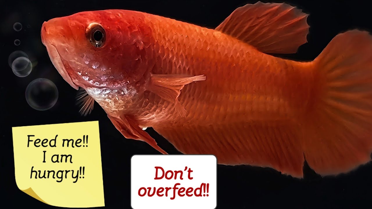 Betta Fish Feeding Guide: Optimal Portions for Health Growth & Overfeeding Prevention by Betta Art