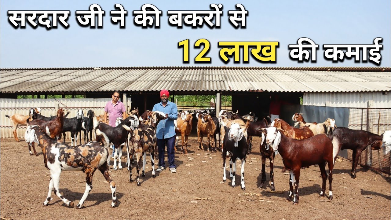 सरदार जी पिछले 11 साल से कर रहे हैं Goat Farming | Bakra Eid Ke Bakre | Goat Farming Business
