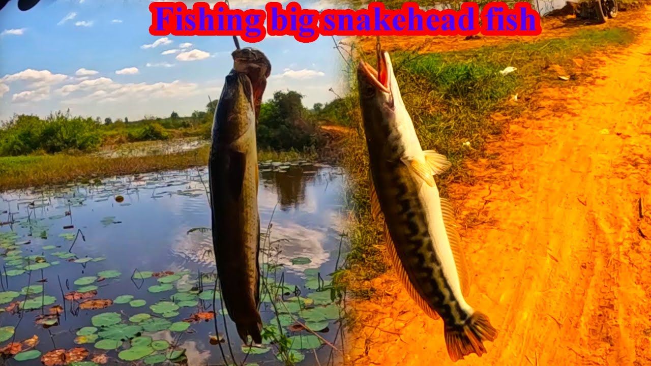 Today, I am fishing allot of big snakehead fish.