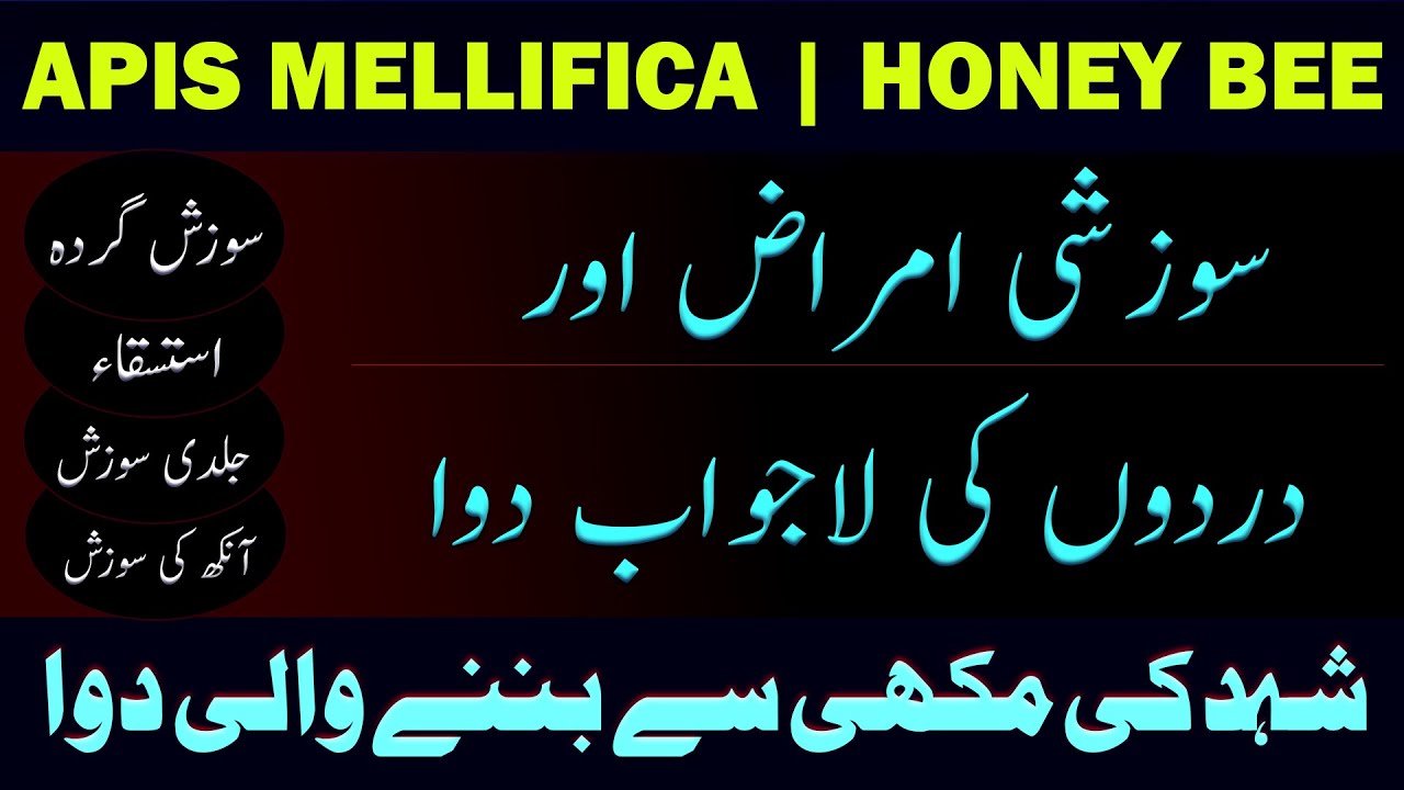 Apis Mellifica | Apis Mellifica Homeopathic Medicine Uses in Hindi/Urdu
