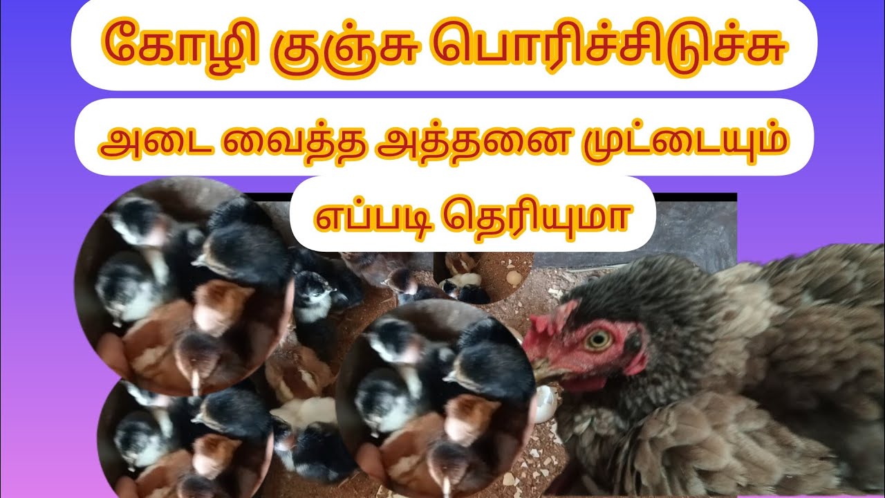 Evvalavu koli kunjukala கோழி குஞ்சு எப்படி பொரிச்சுச்சு | nattukolikunju | adaikoli | kolipannai