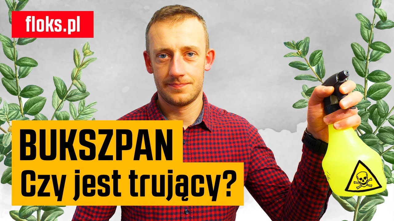 Bukszpan, czy jest trujący? | Floks.pl