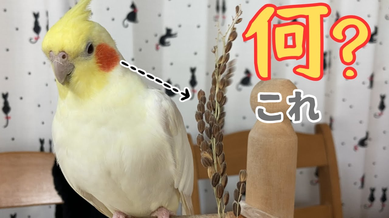 手からは食べないのに…置いたら食べるオカメインコ【新しいオヤツ２】　#オカメインコ #癒し #cockatiel