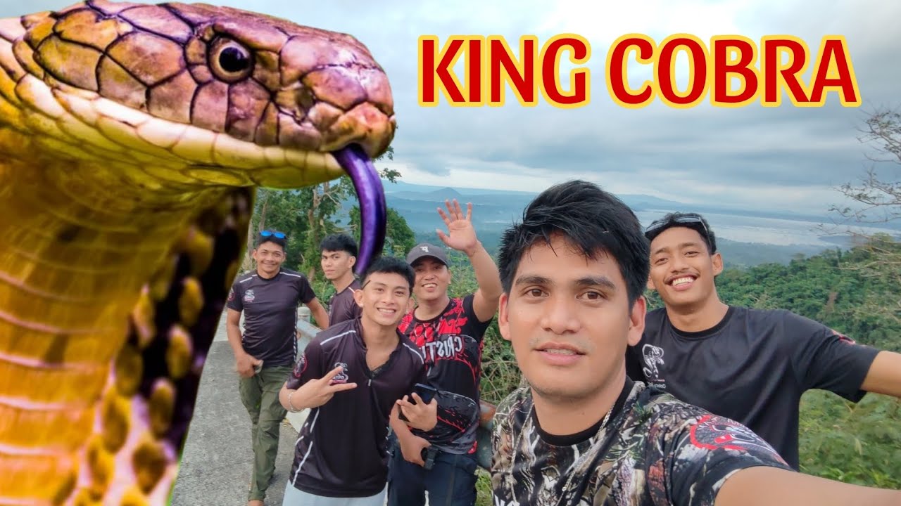 KINGCOBRA SA LAUREL BATANGAS NANGHAHABOL #cobraprince