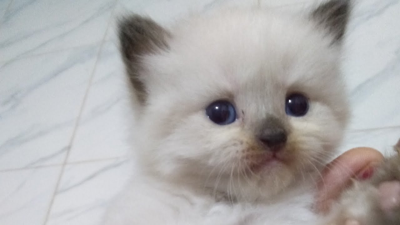 Take a look at this kitten's eyes