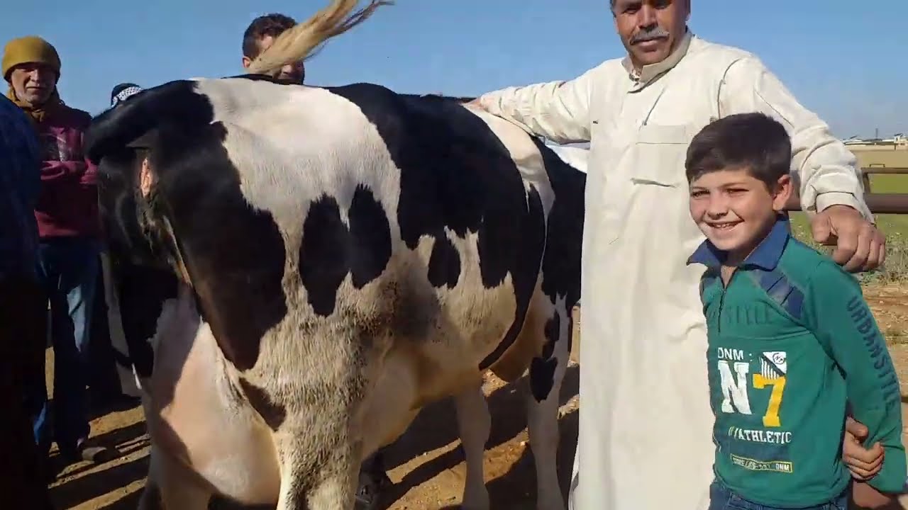 نزل البقر ال ٤٠ كيلو حليب في سوق معرتمصرين اليوم مشاءالله دبابات ابو صبوح