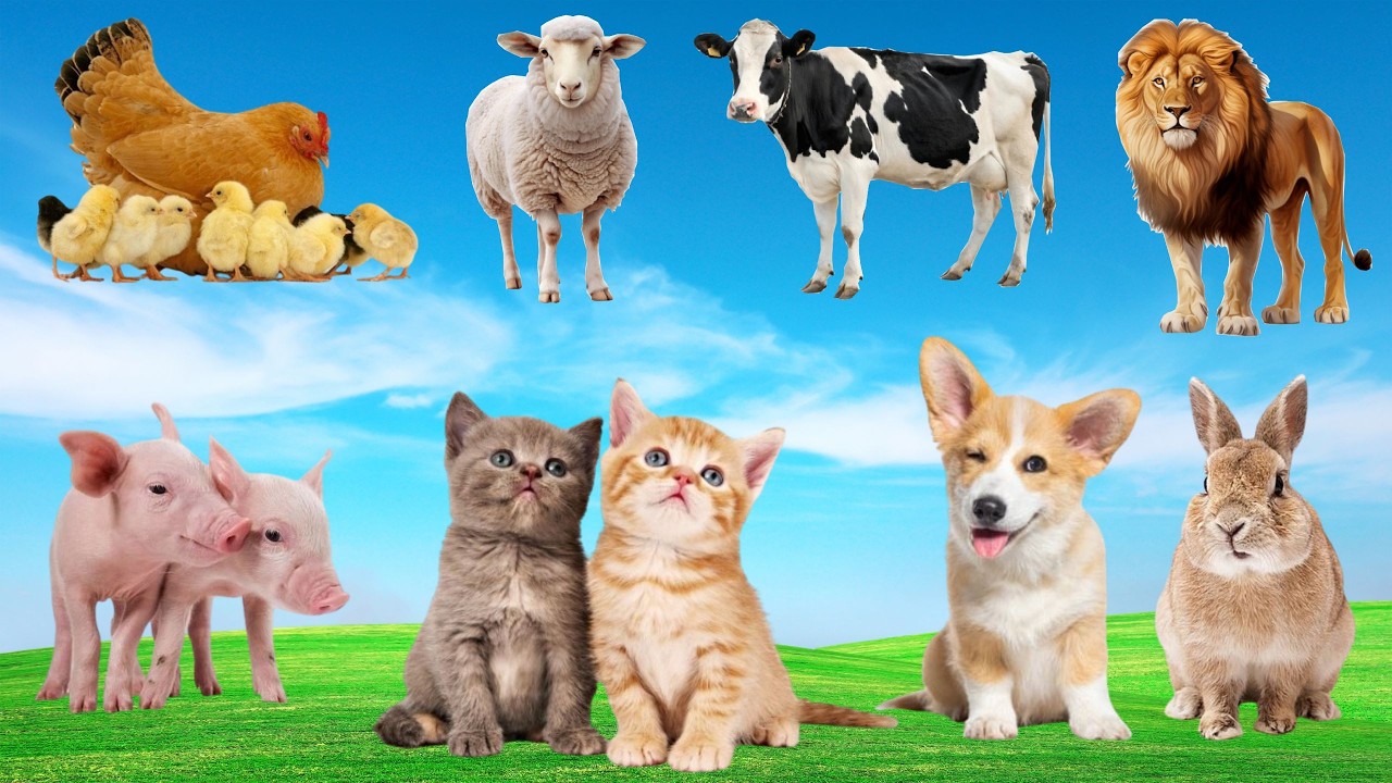 🌿🎶 Giai Điệu Thân Thương Trên Đồng Quê- Khi Gà 🐔, Bò 🐄, Mèo 🐱 & Cún 🐶 Cùng Hòa Ca