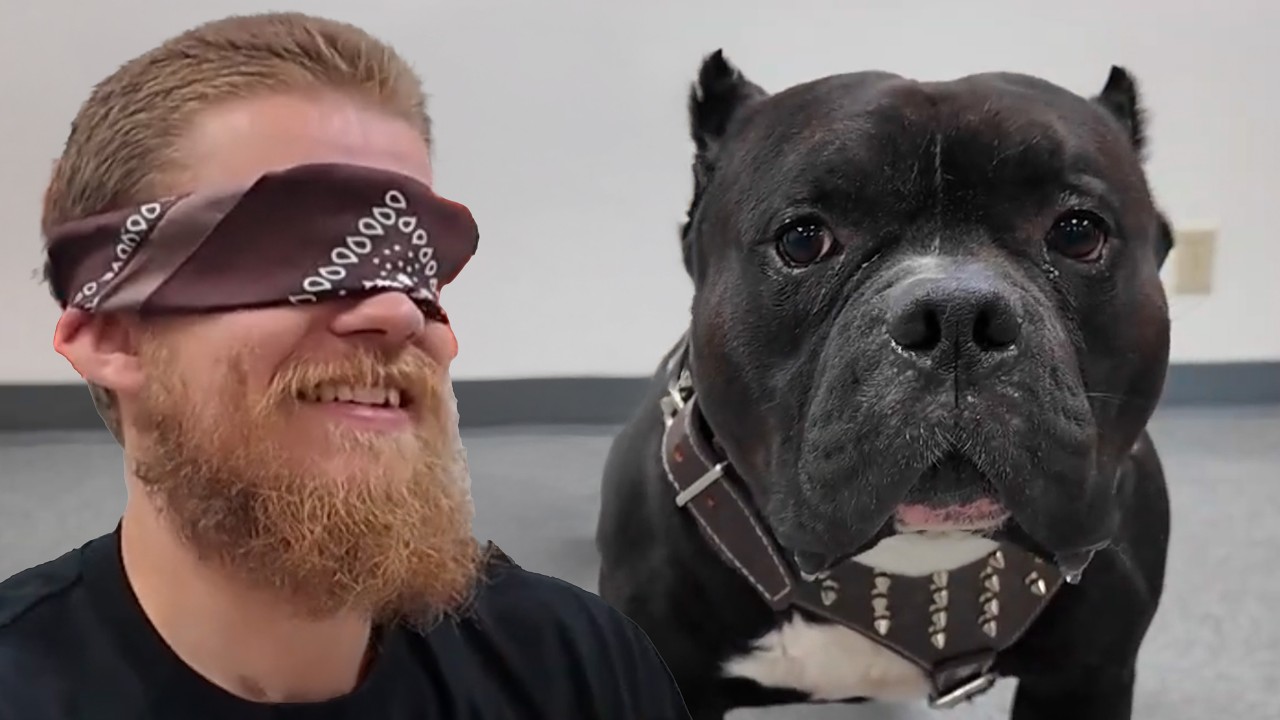 Can a pro groomer guess the dog breed blindfolded Pt 2
