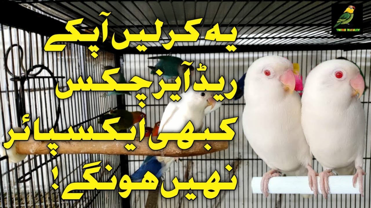 Tips to increase Albino Red eye CHICKS SURVIVAL| یہ کر لیں آپکے ریڈ آیز چکس کبھی ایکسپائر نھیں ہونگے