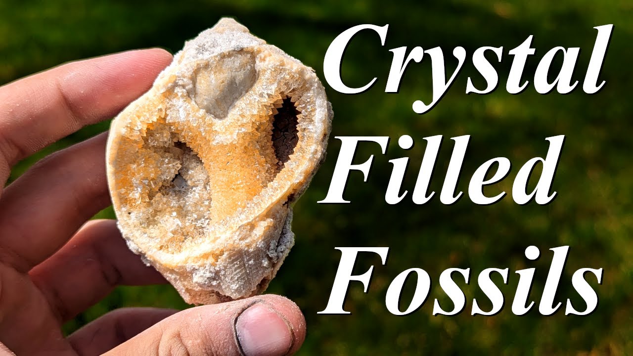 Calcite Crystal Filled Fossils! Digging for Gorgeous Crystal Filled Clams and Whelks!