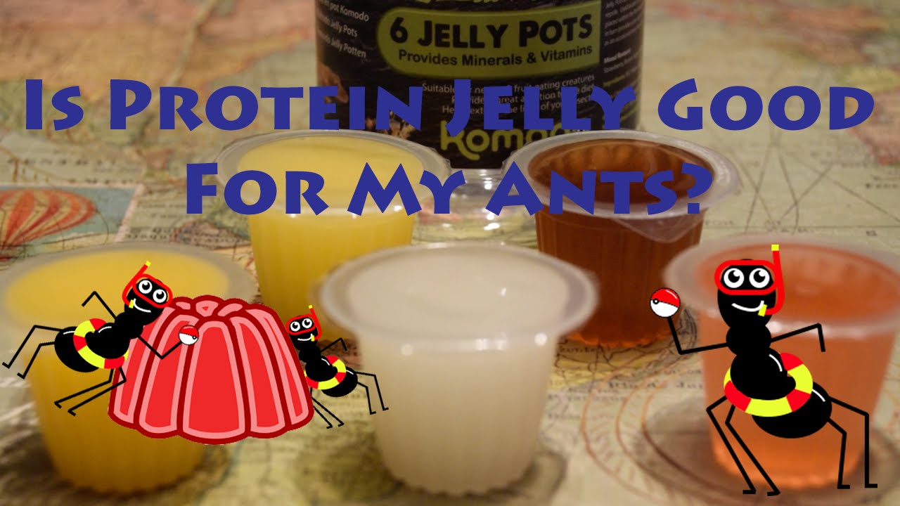 Feeding Queen Ants Protein Jelly