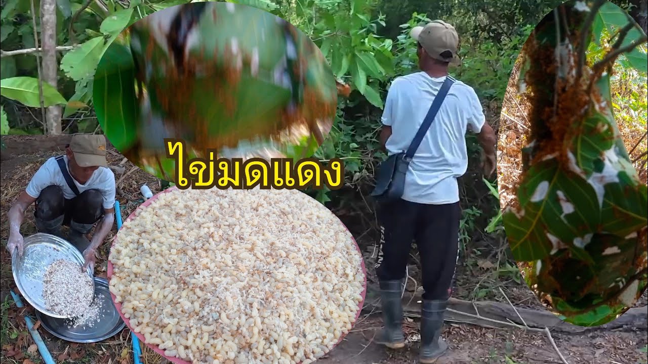 แหย่ไข่มดแดงที9/2/2026มีแต่ไข่ตื่งๆ