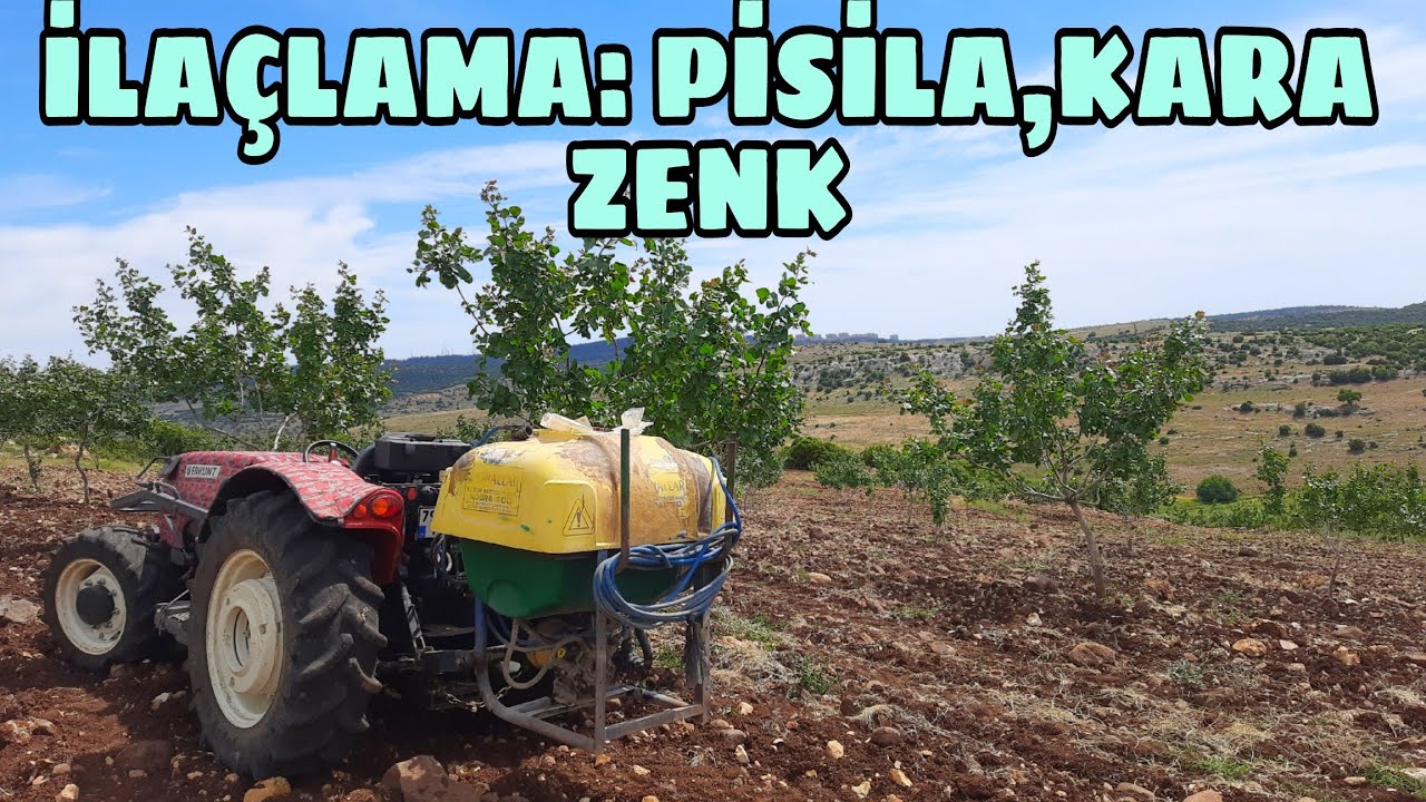 3,7 ve 9 YAŞINDAKİ ANTEP FISTIKLARINA 4. ILACLAMAYI YAPTIM...