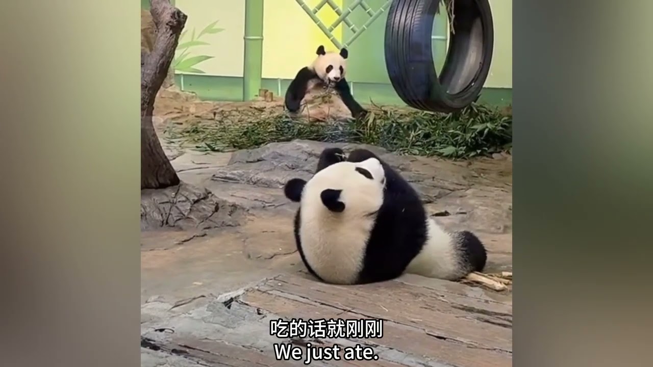 3月11日  粉絲疑惑為什麼妹珠比家姐細佬大還可以近身陪她玩，津奶爸說規定不一樣#panda  #cutepanda #熊貓妹珠 #熊貓妹豬