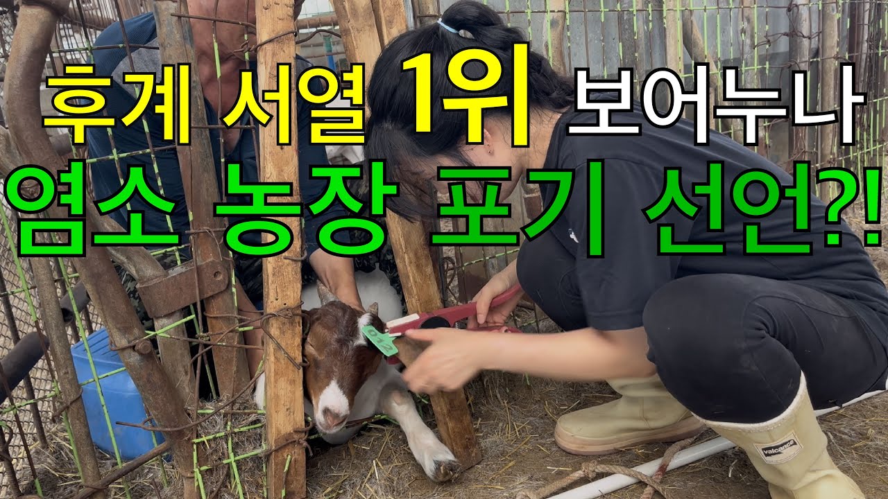 귀표 찍다 지친 보어누나의 충격적인 염소 농장 포기 선언?! 😧 귀표 찍을 때 기억해야 할 두 가지? 혈관 피하기&눈높이에 맞추기