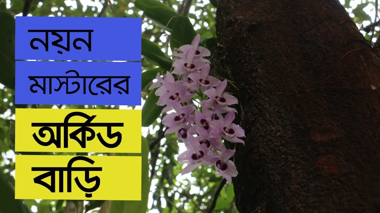 নয়ন মাস্টারের অর্কিড বাড়ি | The Orchid Home at Bandarban