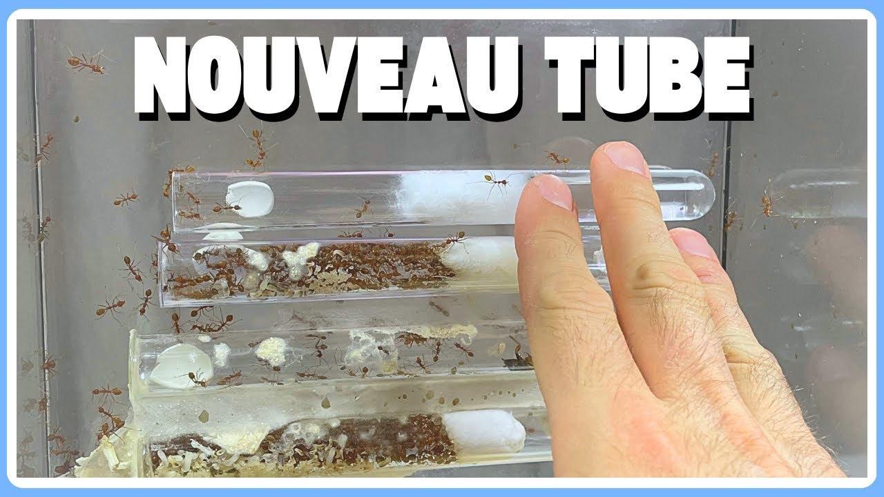 J'entretiens le terrarium de mes fourmis tisserandes ! (Oecophylla smaragdina)