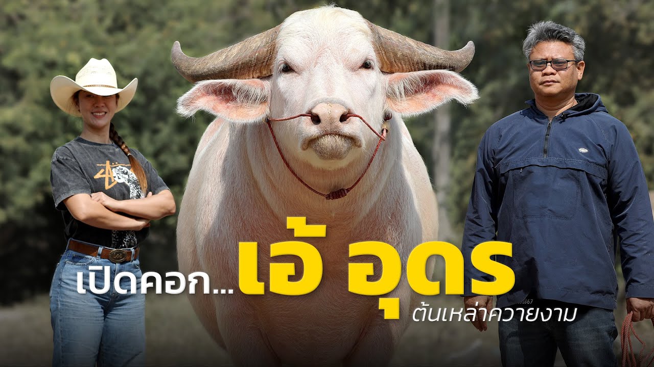 บุกคอกเสี่ยเอ้ อุดร ต้นเหล่าควายงาม จ.อุดรธานี โทรด่วน. 093 541 6954 (เสี่ยเอ้)