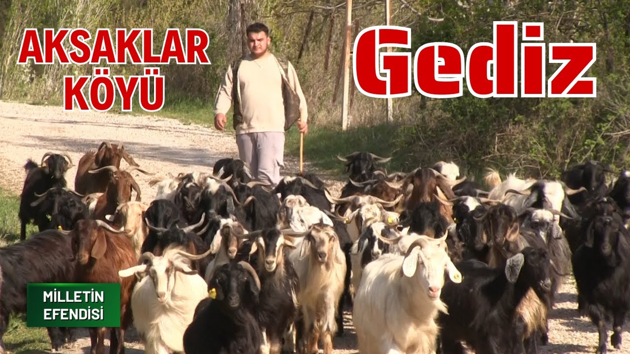 Aksaklar Köyü | Gediz - Milletin Efendisi - Meltem TV   #köy  #tarım #kütahya #gediz #muratdağı