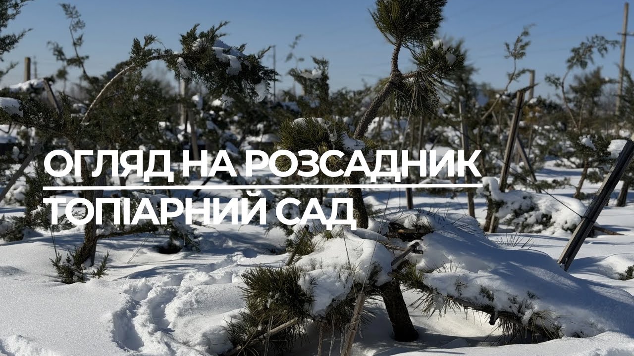 Огляд на розсадник нівакі