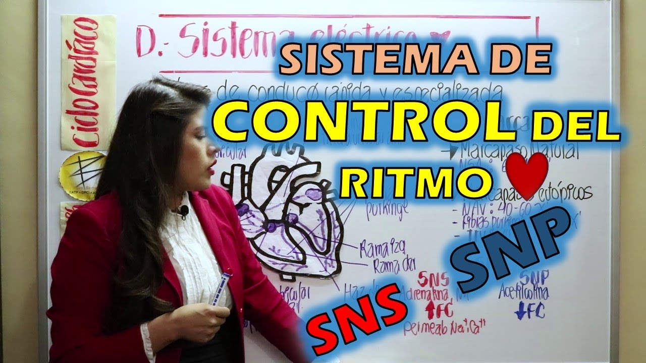 CONTROL DEL RITMO CARDIACO/SNA/NEUROTRANSMISORES/ciclo cardiaco