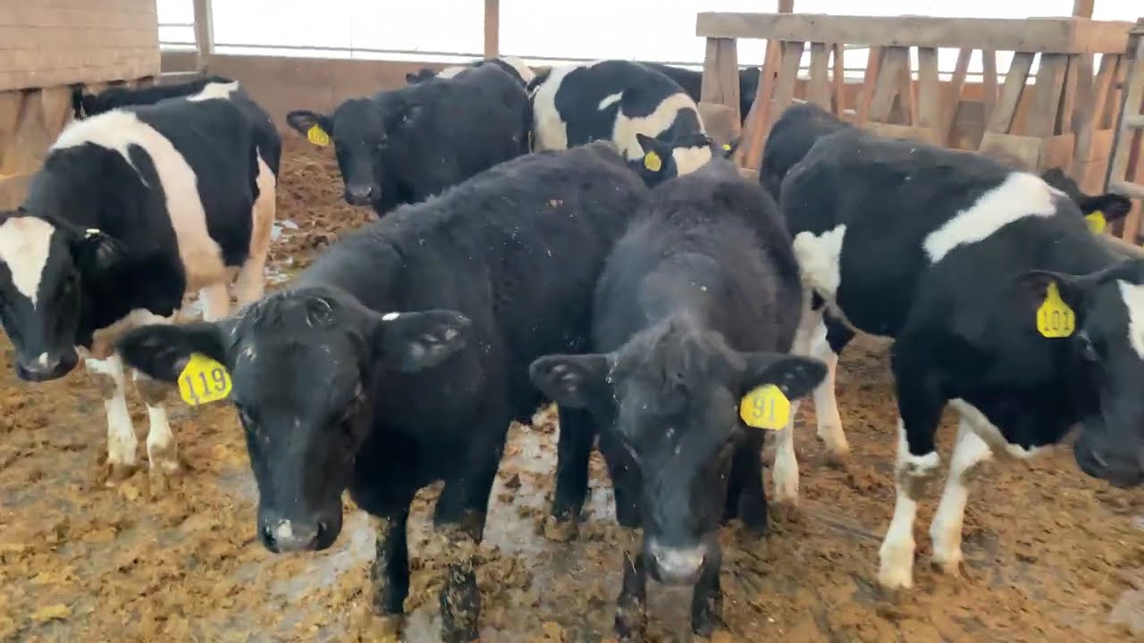 Cattle Got Out