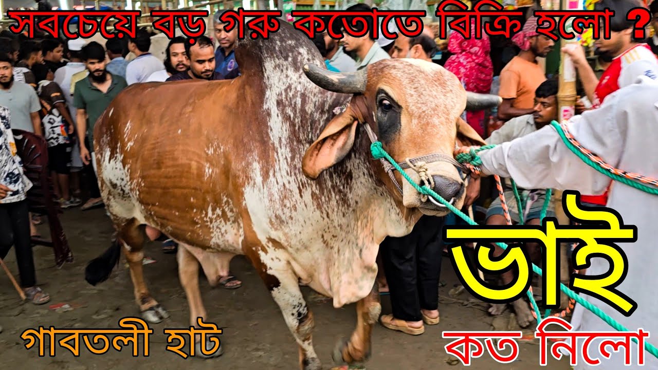 Bhai Koto Nilo 2025 | Gabtoli Gorur Haat 2025 | Qurbani Cow Price 2025 | Gorur Haat 2025