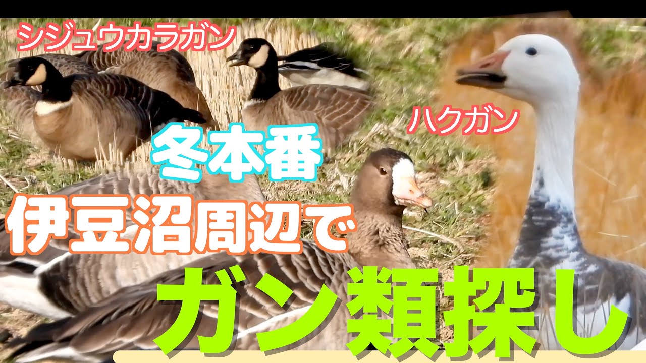 ガン（雁）の聖地・冬の伊豆沼周辺でガン類さがし！　（ハクガン、アオハクガン、ヒシクイ、シジュウカラガン）