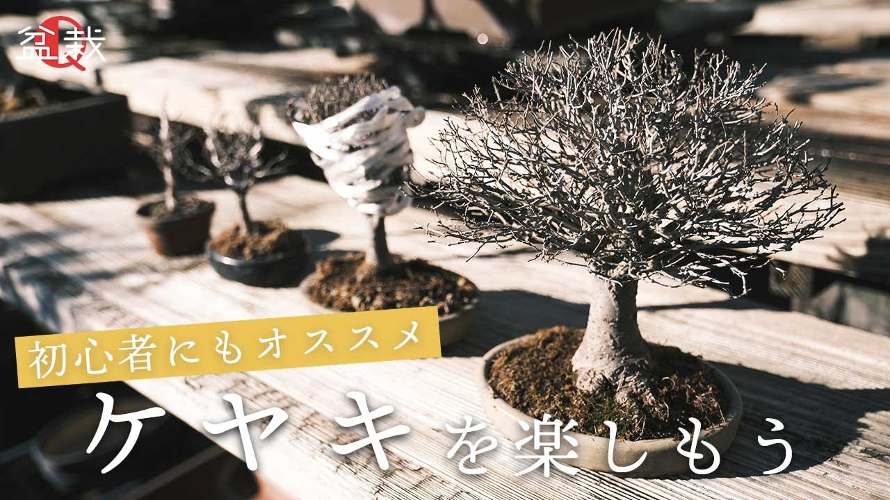 【欅】初心者にもおすすめ！ケヤキのお手入れ4種【盆栽Q】
