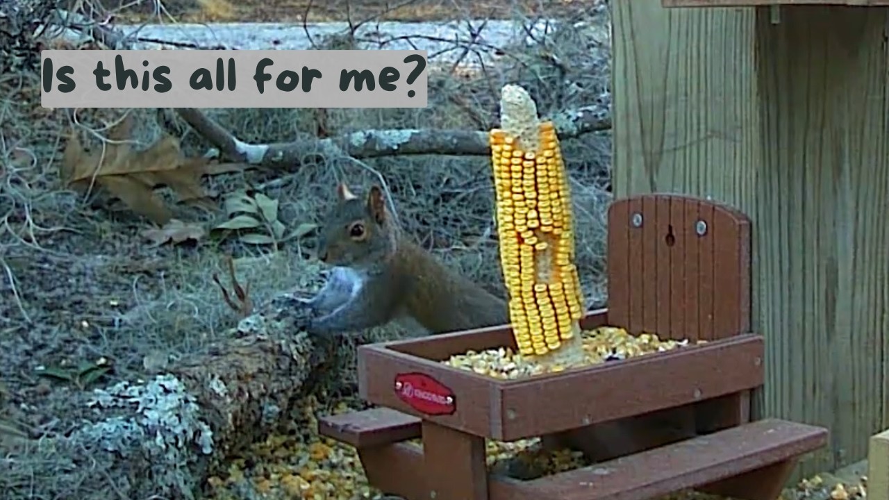 Feast Time Under the Live Oak
