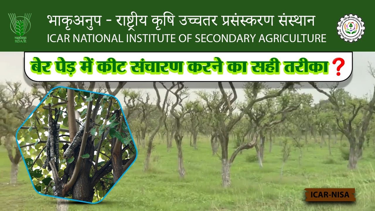 बेर पेड़ में कीट संचारण करने का सही तरीका ? ICAR- NISA ||