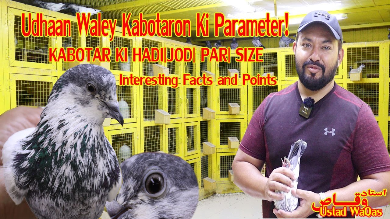 Ustad Waqas|Udhaan Waley Kabotar Ki Parameter|Kabotar Ki Hadi Jod|Par |Pigeons Size|Tips|Discussion