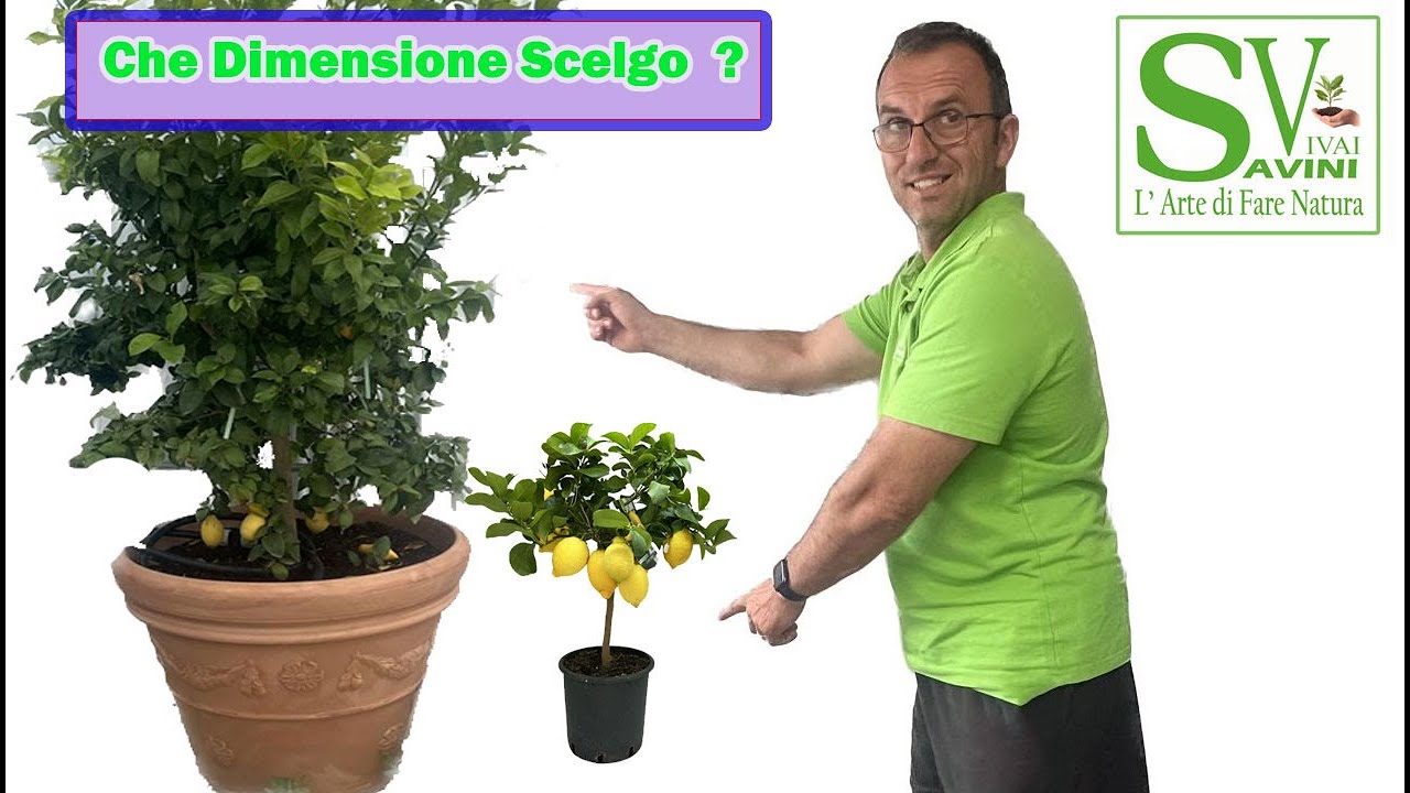 Come scegliere le dimensioni della pianta di Agrumi