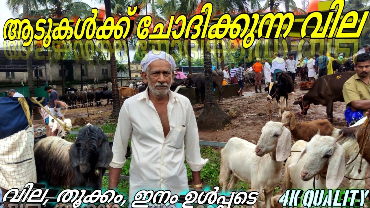വിവിധ ഇനം ആടുകളുടെ വില #chattiparamba aadu chantha #chantha #adu#goat#goatprice#goatfarming #goats
