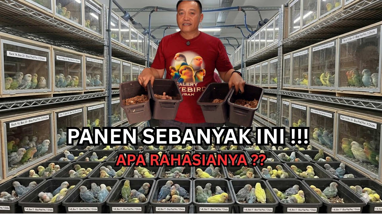 MAU PANENMU SEBANYAK INI !! SIMAK VIDEO INI !!!! Hami Aviary Official