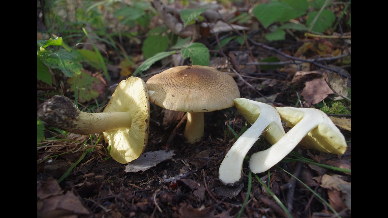 Gąska ZIELONKA pod OSIKĄ? Gąska liściowata - Tricholoma frondosae