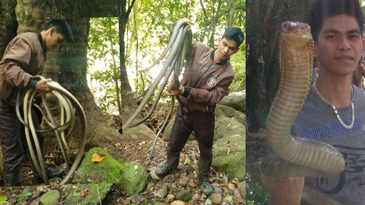 LUGAR NG MGA KING COBRA AT KUYOG NA AHAS .PINUNTAHAN NI COBRA PRINCE.