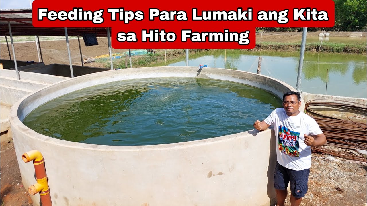Feeding Tips Para Sure Kita at di Malugi sa Hito Farming