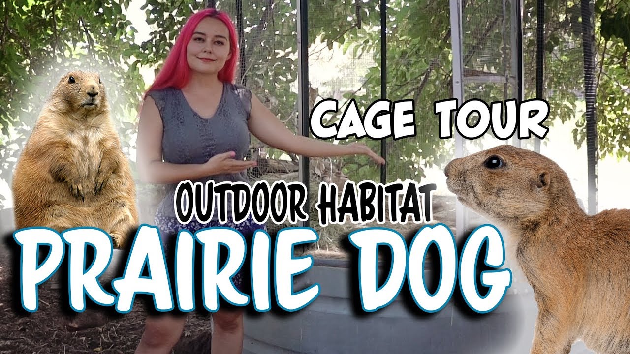 Prairie Dog Outdoor Habitat Tour