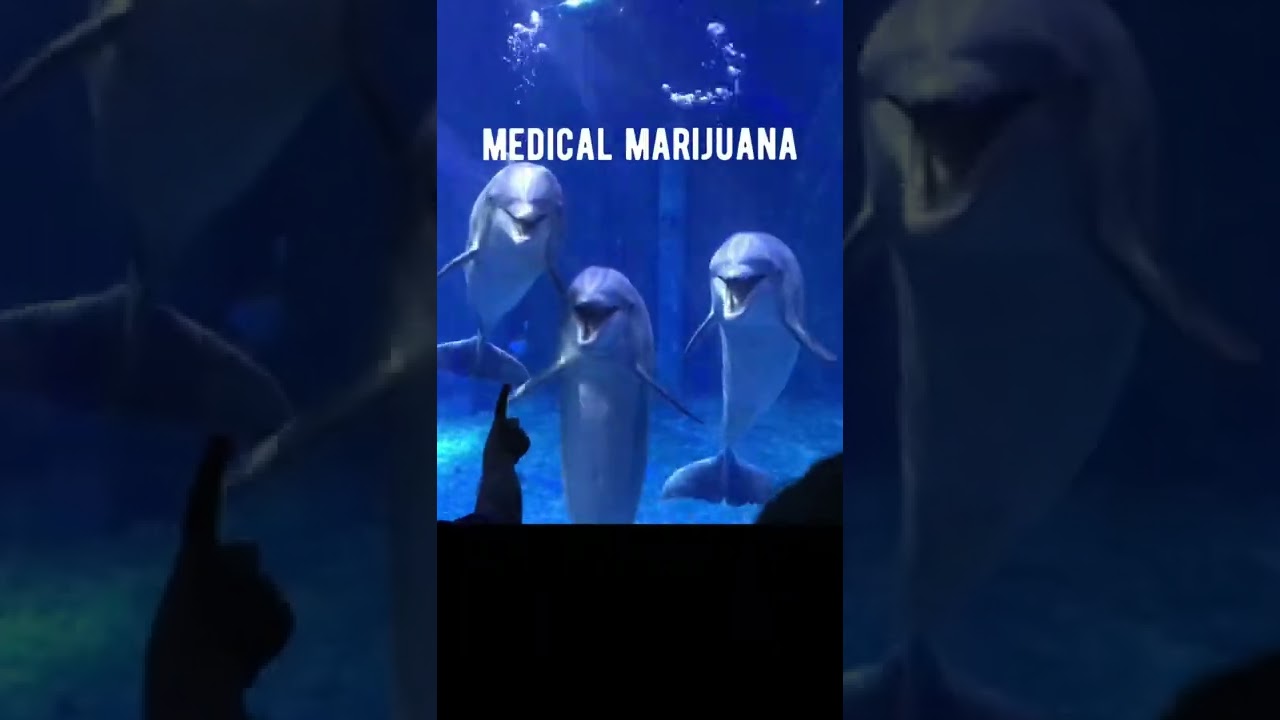 Dolphins can be jerks&hellip;but they right about this