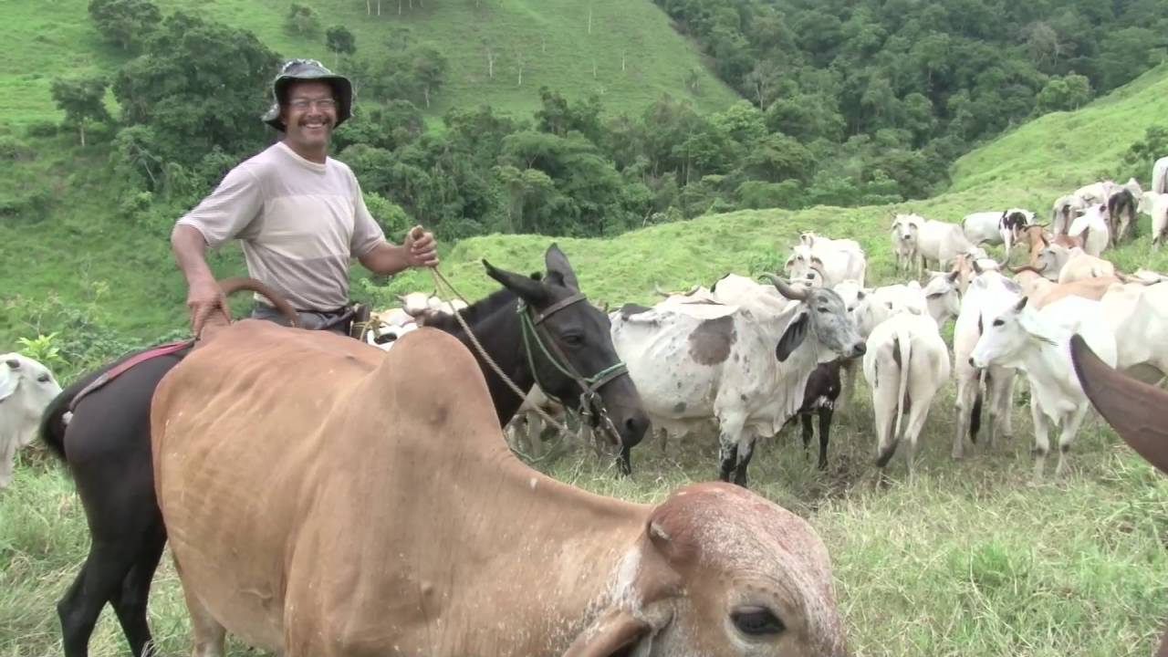 Finca Ganadero Destacado Congreso Golfito 2016. Dagoberto Bermudez