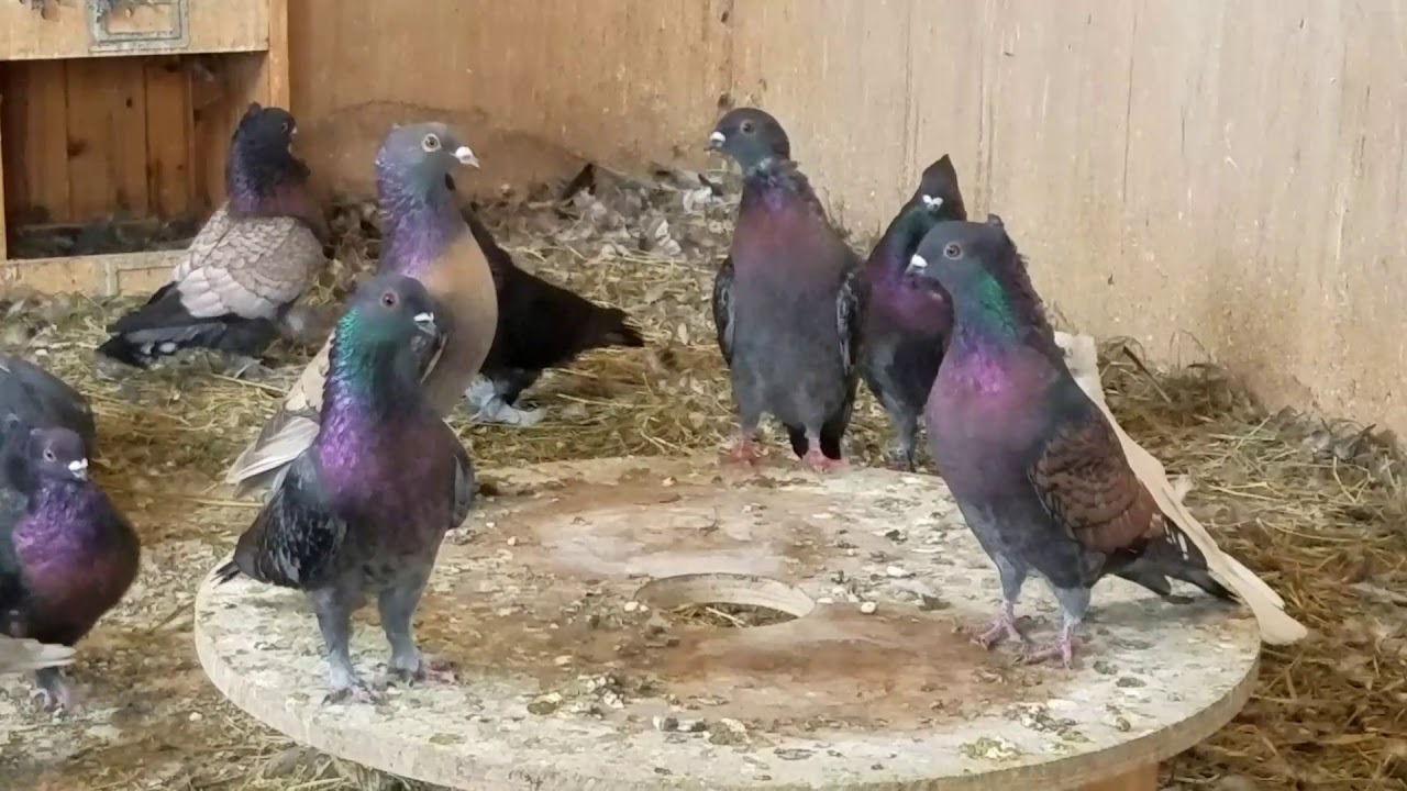 Pigeon Iridescence: Archangel Bronze x Oriental Frill