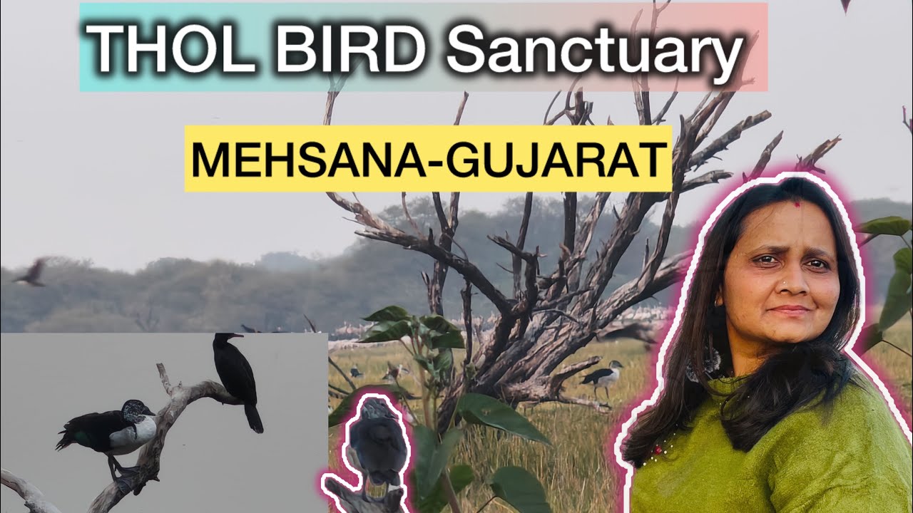 THOL Bird Sanctuary|MEHSANA-GUJARAT |Peaceful Nature Escape🌿 @YouTube@youtubecreators 