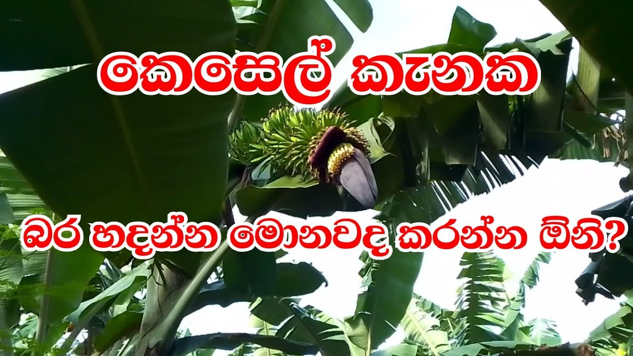 July 22, 2025|slfarmers|කෙසෙල් වගාව|