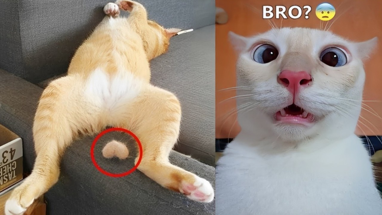 Постарайся не засмеяться 😅 Новые смешные кошки и собаки 2026 😹🐶 Часть 5