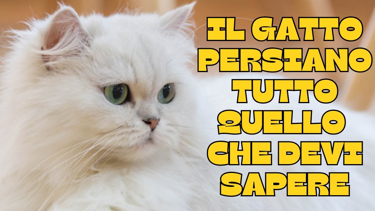 🐾Il gatto Persiano : tutto quello che devi sapere! 🐾