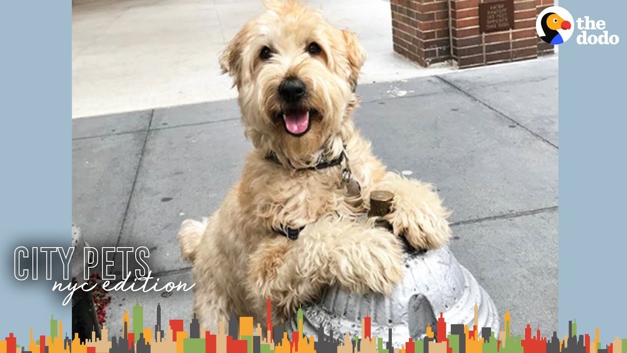 Popular Dog Knows Everyone In His NYC Neighborhood | The Dodo City Pets